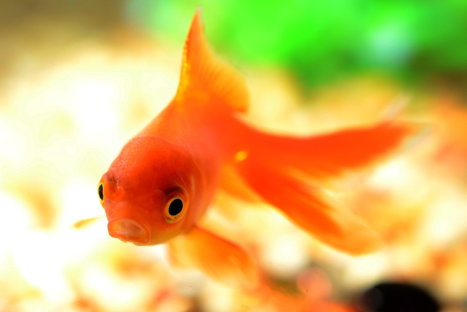 Fishbowl Methode