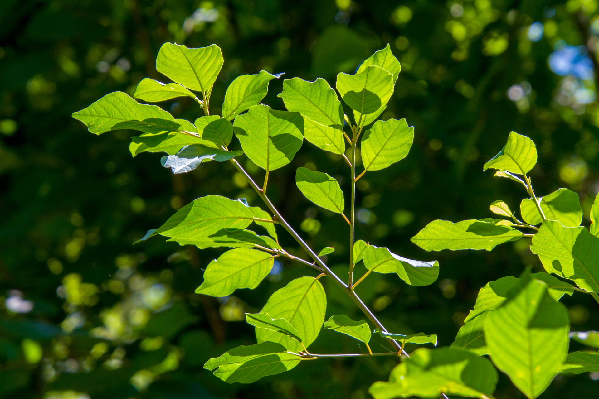 Der Hypothesis Tree – Lösungen für ein Problem erarbeiten